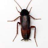 german_cockroach Image of a German cochroach
